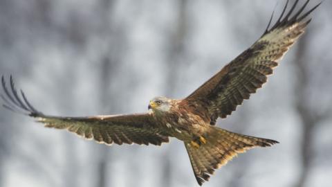 Red kite