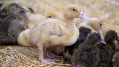 Ducklings are seen at an agricultural show on August 27, 2021 in Shepton Mallet, England