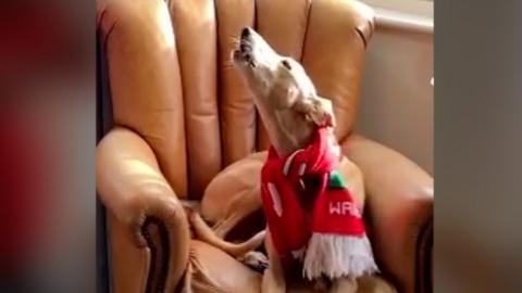 Dog wearing a Wales rugby scare with his snout held high as he howls
