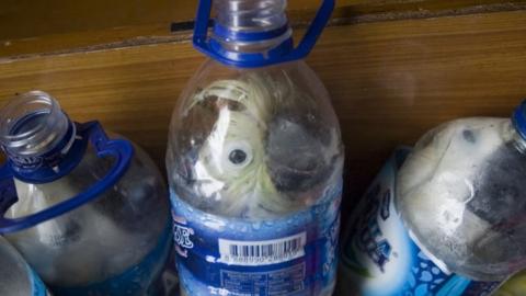 Indonesian yellow-crested cockatoos placed inside water bottles