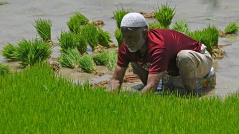 A farmer plants rice saplings at a water-logged rice field on the outskirts of Srinagar on June 19, 2023