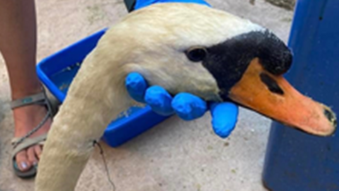 Injured swan