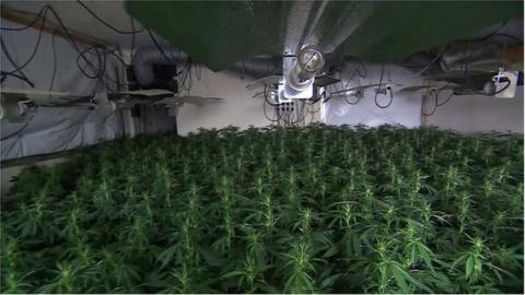 Cannabis farm