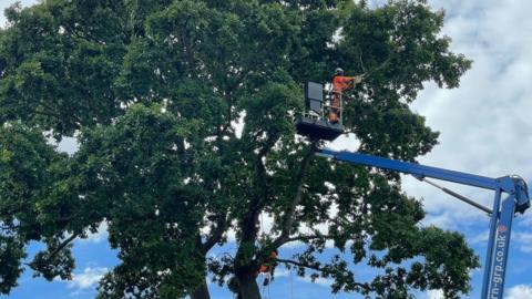 The oak tree being felled