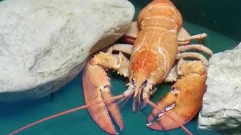 Orange lobster