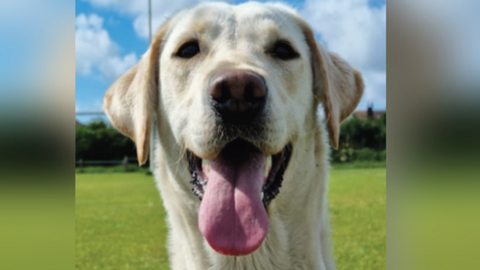 April, the golden Labrador