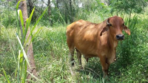 Coney Island cow