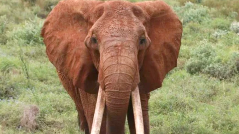 Dida, also known as Queen of Tsavo,