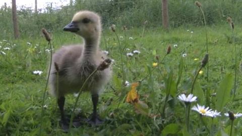 Granville the gosling in the grass