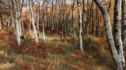 Birch wood