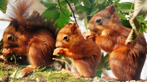 Baby red squirrels