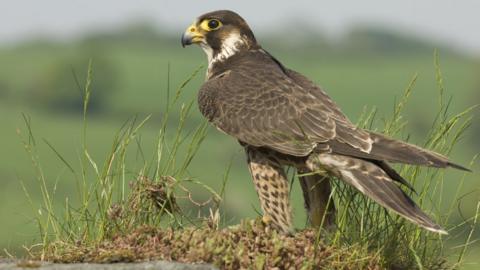 stock image of Peregrine Falcon
