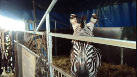 Circus zebras