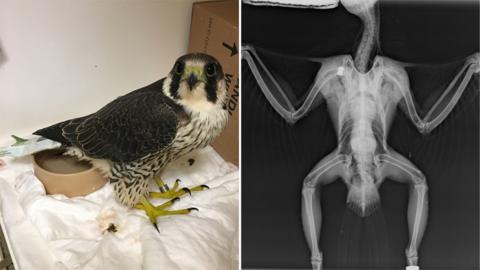 Peregrine falcon and its X-ray