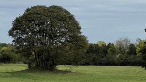 Trees in north Northamptonshire