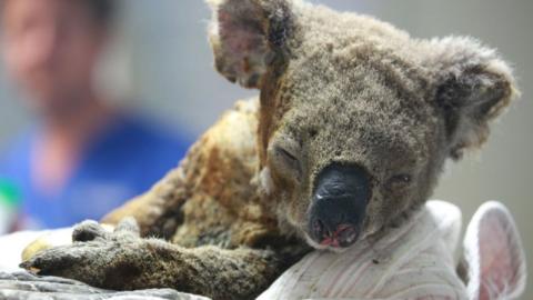 A badly burnt koala receives treatment at at Port Macquarie Koala Hospital ion 19 November