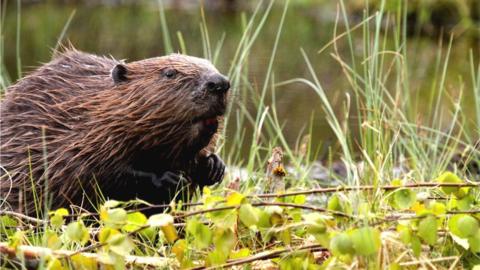 European beaver