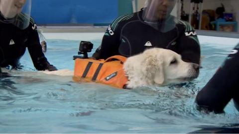 Dog in pool