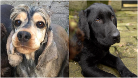 Bandit the cocker spaniel (left) and Arthur the Labrador pup (right)