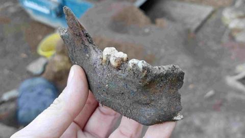 The disarticulated human jaw bone discovered by the archaeologists