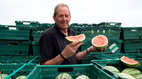 Nick Molesworth, manager of Oakley Farms in Wisbech, Cambridgeshire stands amongst the watermelons at the Wisbech farm which has grown an estimated 11,000 watermelons this year