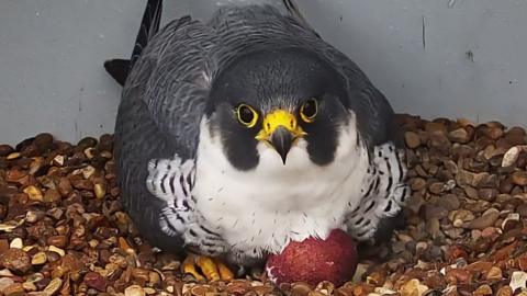 Peregrine on nest, with brown egg visible by its breast