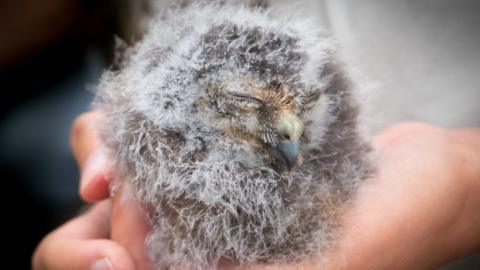 Owl chick sitting in person's hands