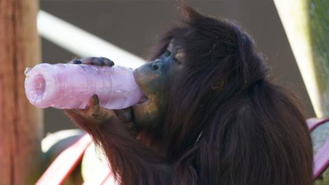 Kayan the orangutan licks a frozen juice bottle at Twycross Zoo in Leicestershire