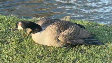 The injured goose with a wound on the side of its head