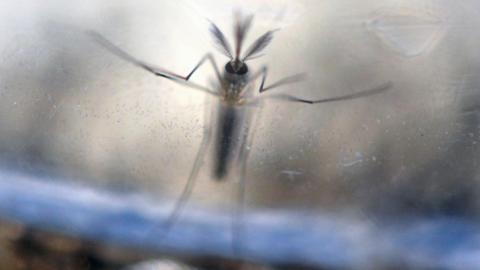 An Aedes Aegypti mosquito