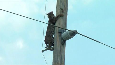 A wild bobcat climbs down a power pole in Florida