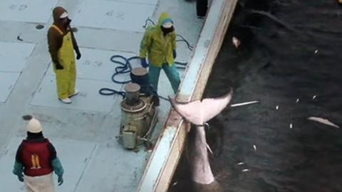 The whale being held under water