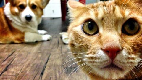 Close-Up Of Cat With Dog At Home - stock photo