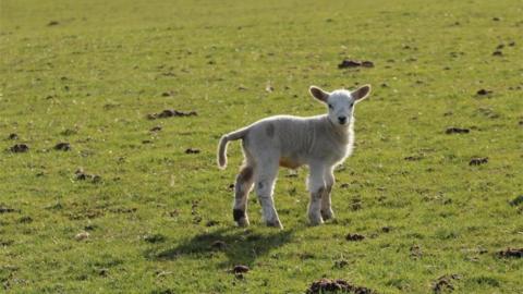 Lamb from Lambing Live