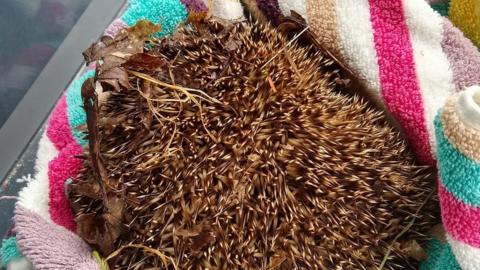 Injured hedgehog