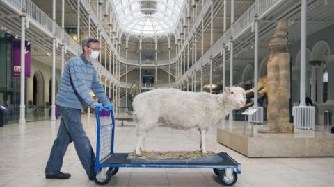 Dolly the Sheep being moved