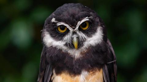 Owl from Curraghs Wildlife Park