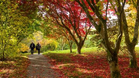 couple walking under Acer trees