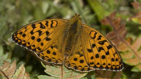 A high brown fritillary butterfly