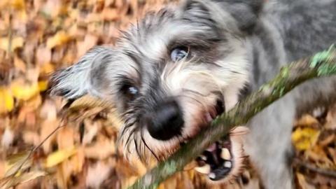 Dog with a stick