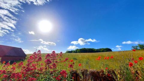 A bright blue sky with a blazing sun shining over a field of flowers