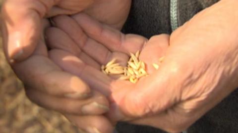 Seeds in the hands of one of the volunteers