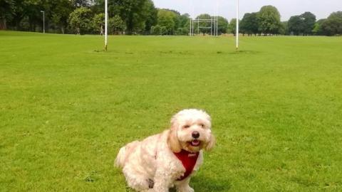 Dog near rugby field