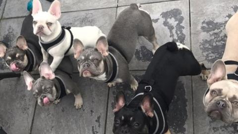 Some of the French bulldogs that were stolen