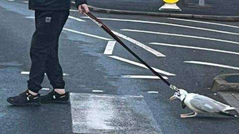 Man pulling seagull on dog lead