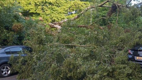 damaged cars tree fall derry