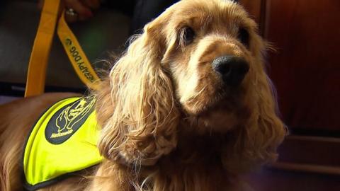 Therapy dog Jamie Oliver