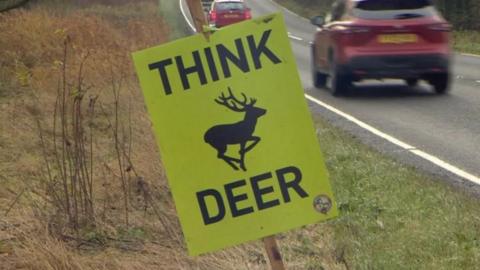 Yellow sign saying "Think Deer"