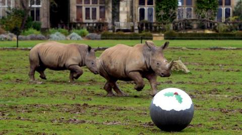 Two rhinos and a Christmas pudding ball