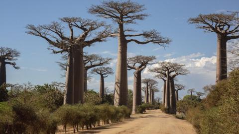 Avenue of baobabs in Madagascar